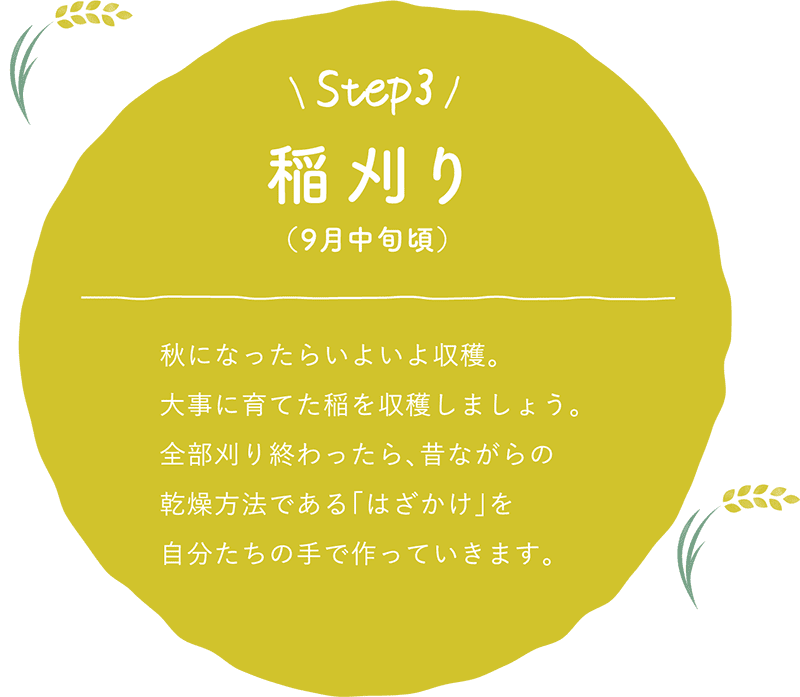 Step3：稲刈り（9月中旬頃）
